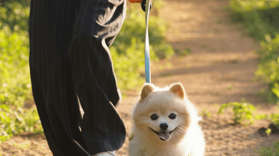 5 sessions to a peaceful walk 