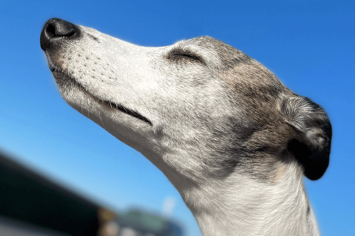 Book Your Pup’s Consult + Training Session