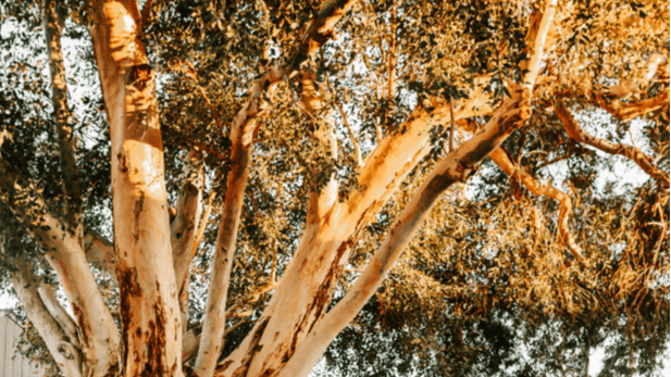 The storytelling subscription