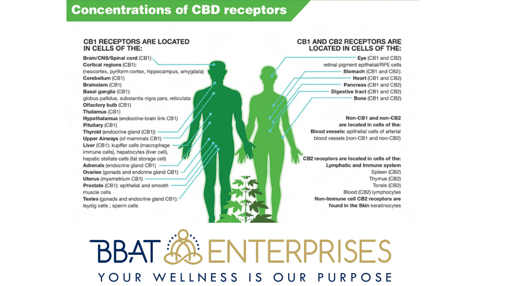 Get Our Ultimate CBD Oil eBook Now!