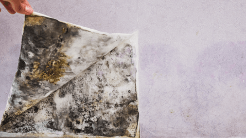 What You Need To Know About Black Mold Exposure