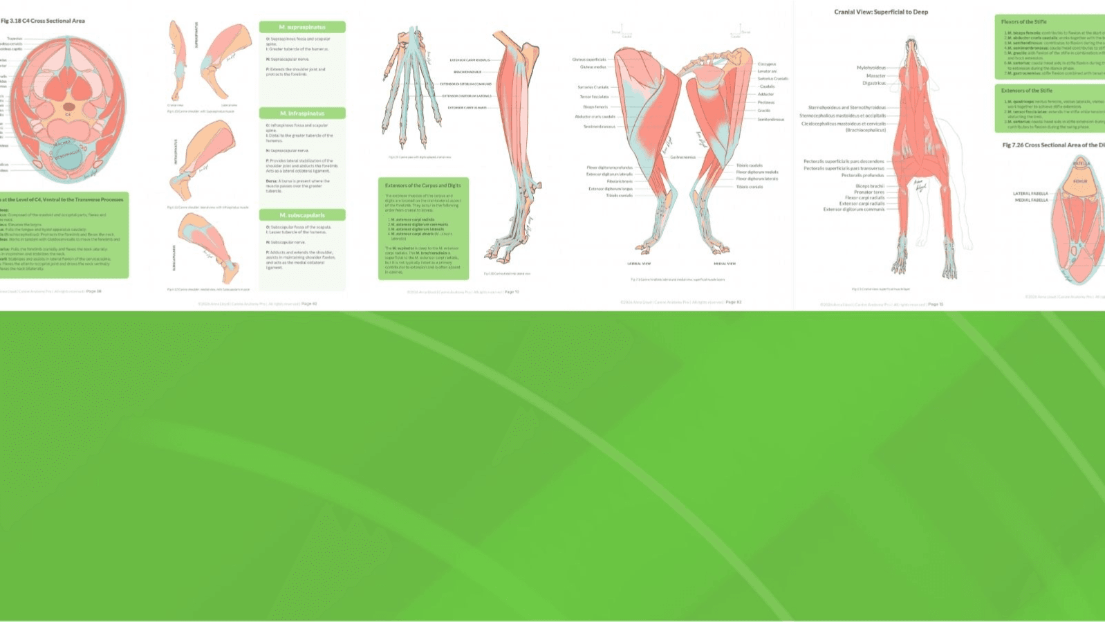 OPH Canine Muscle Anatomy, Simplified 