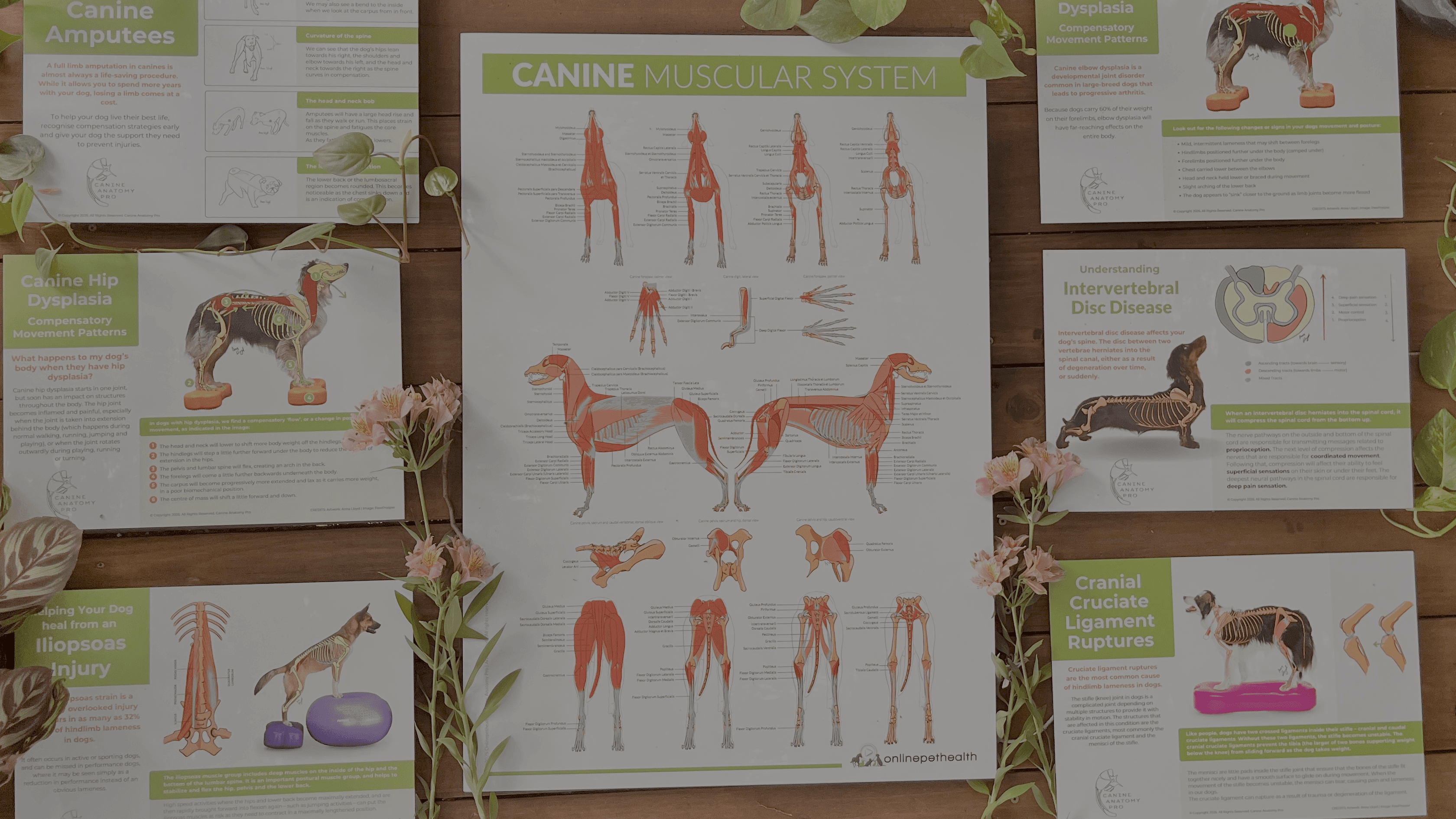 Canine Muscular System Poster 