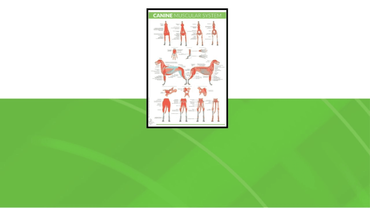 Canine Muscular System Poster: Normally $27