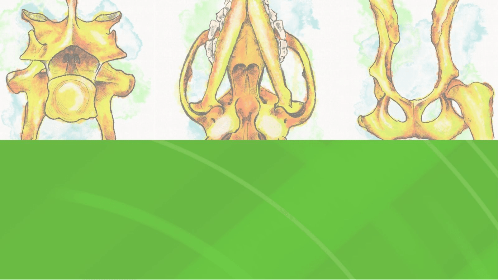 Canine Anatomy Art Bundle (3)