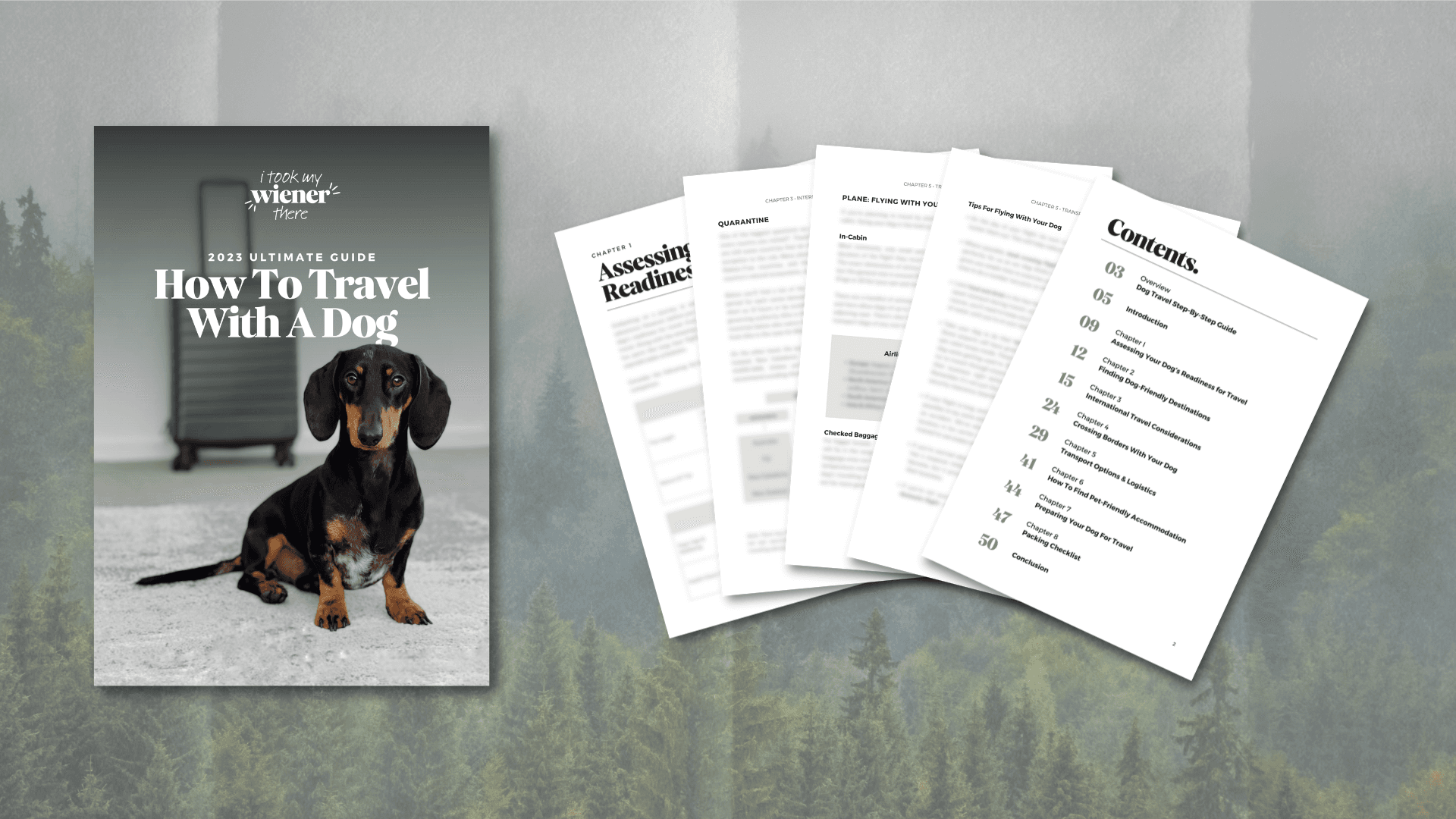 Ultimate Guide: How To Travel With A Dog 