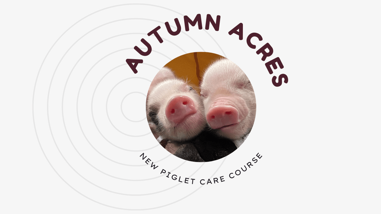Autumn Acres New Piglet Care Course