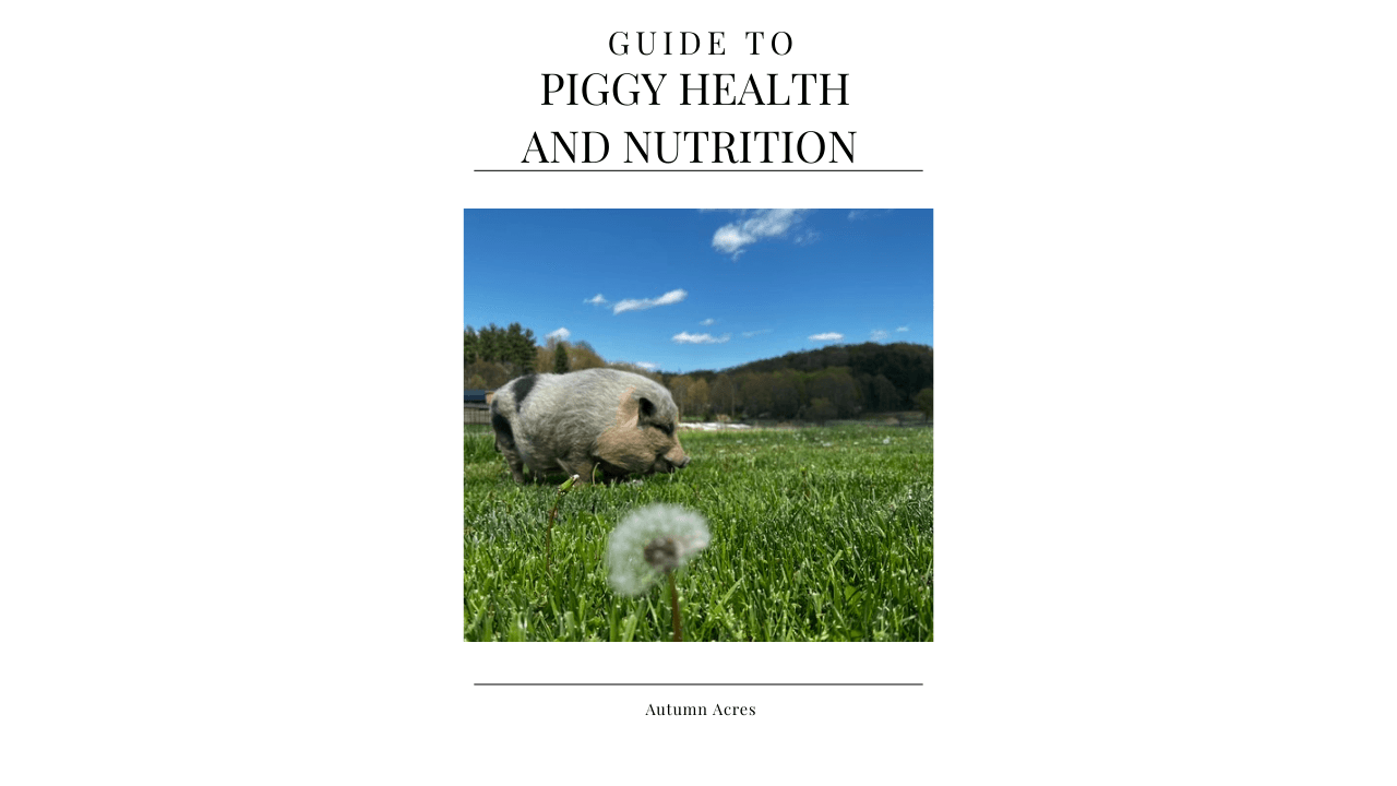 Piggy Health and Nutrition Kit