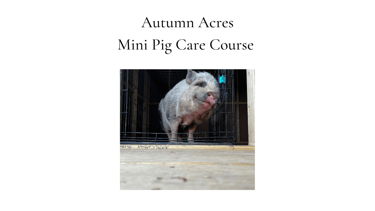 Mini Pig Care Course