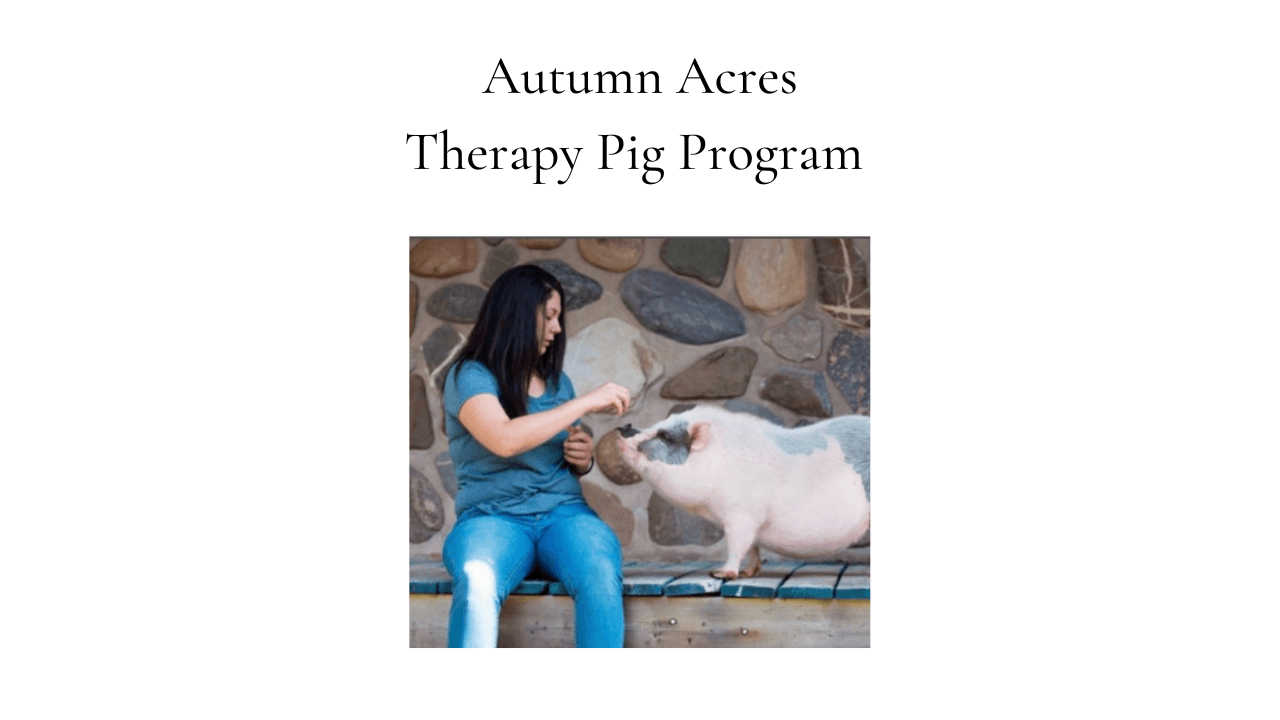 Therapy Pig Program