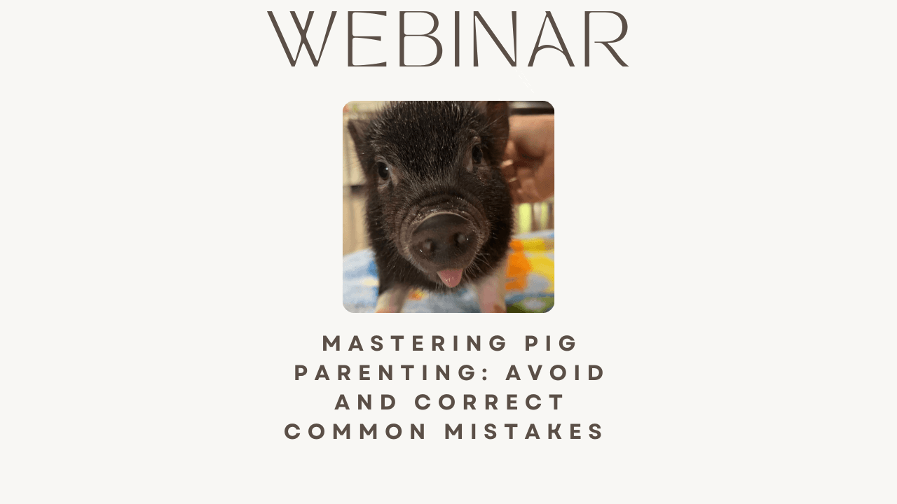 Mastering Pig Parenting:  Avoid Common Mistakes