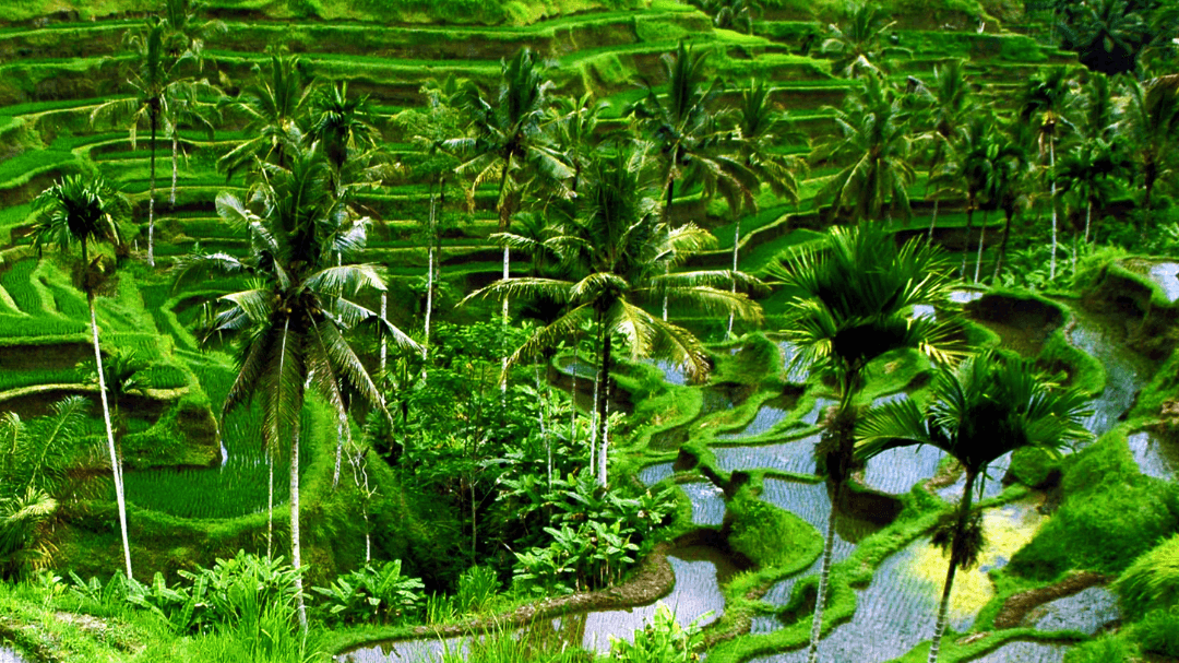 THE 2026 BALI, INDONESIA TRIP: NOV. 14 - 22