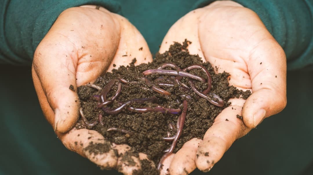 Beginners Guide To Worm Farming
