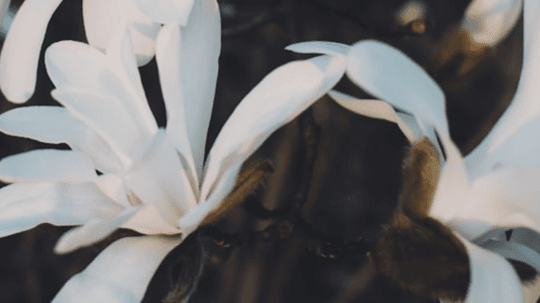 beta wave essential oil blend
