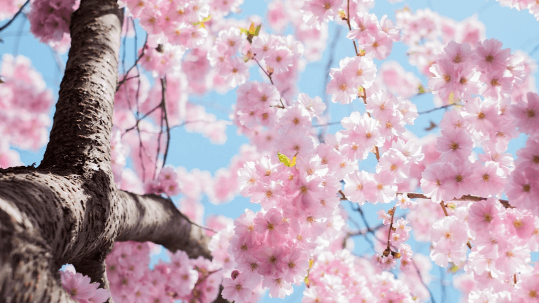 Get Our Spring Maintenance Checklist Now!