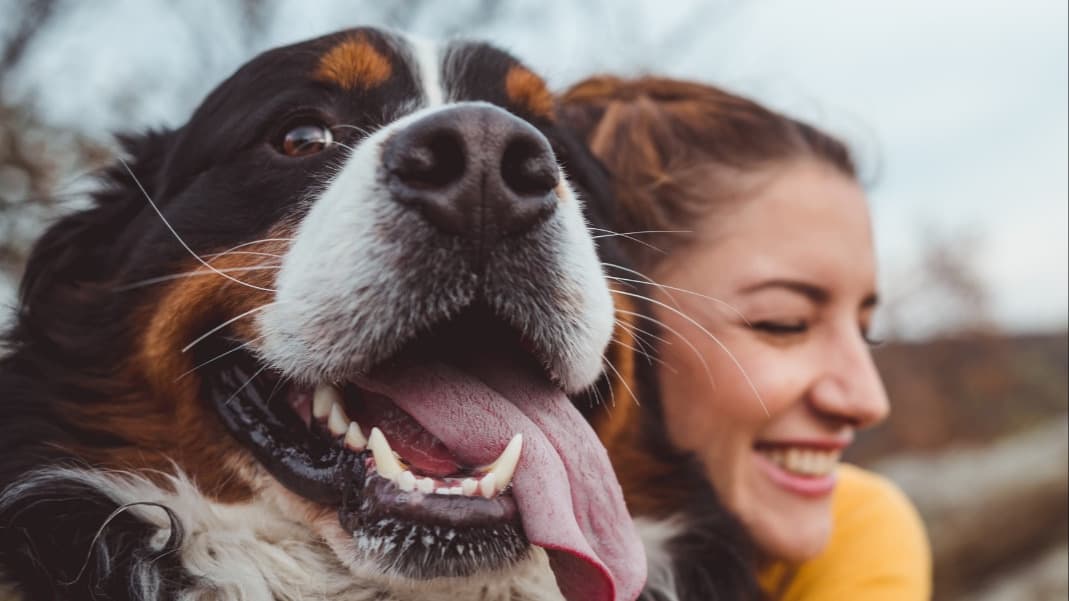 Senior Dog Pain Relief Starter Kit