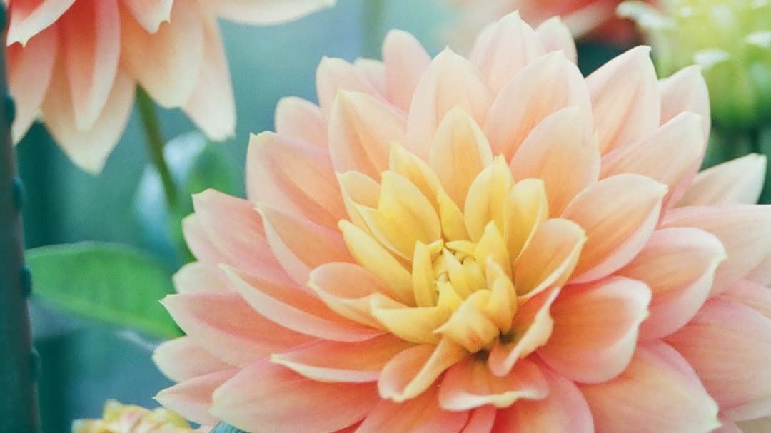 Affirmations to Become a Money Magnet PDF Guide