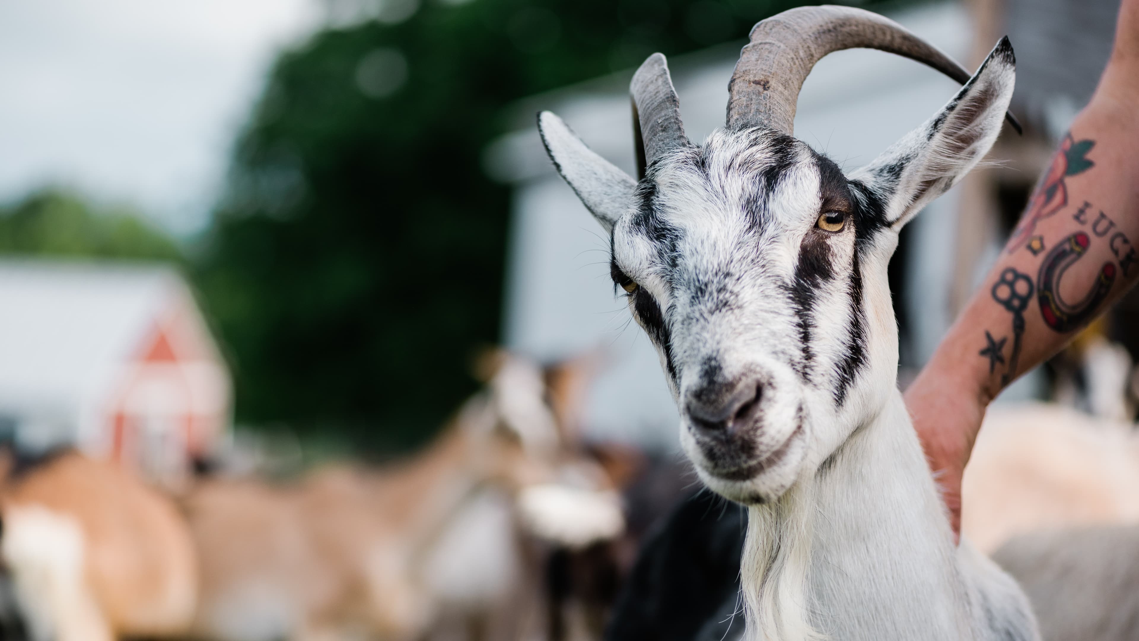 Goat Care Basics
