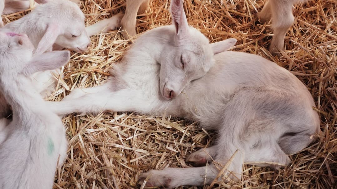 Goat Kidding Basics
