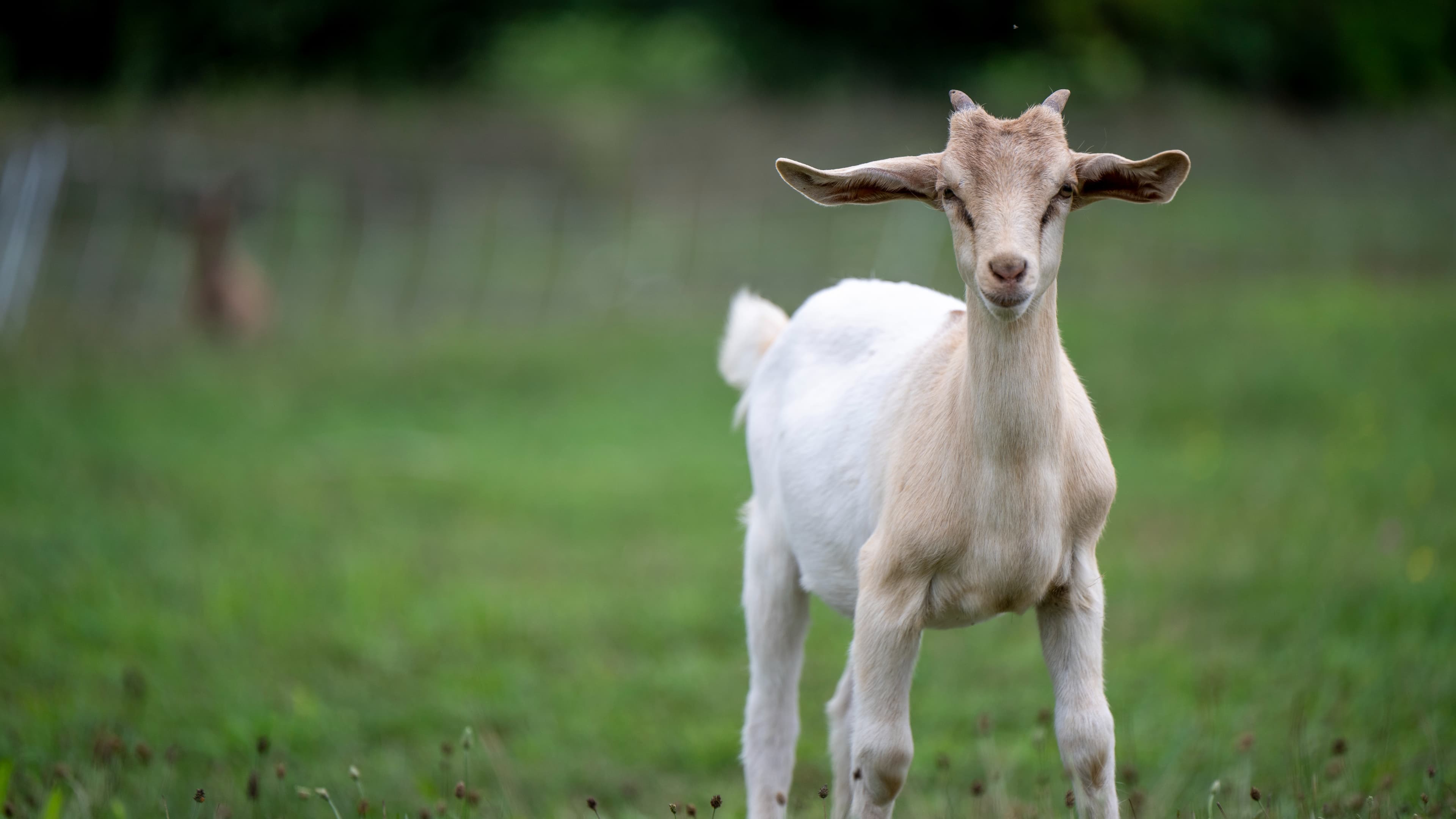 Bottle Raising Baby Goats