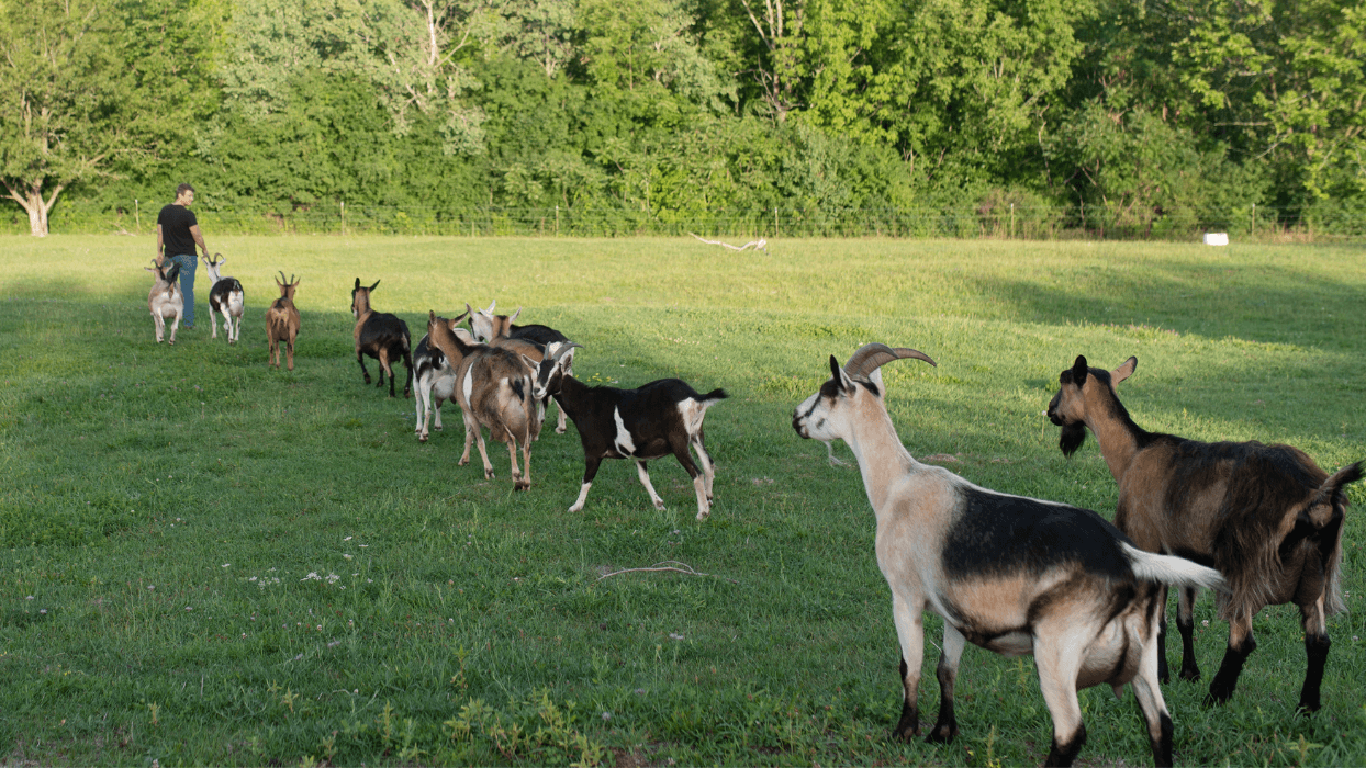 Behavioral Herdsmanship for Goats