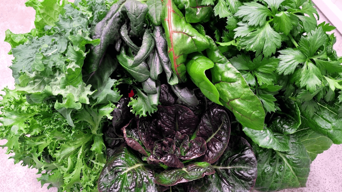MEDIUM LETTUCE/CRUC BIWEEKLY-OCT TO DEC. 