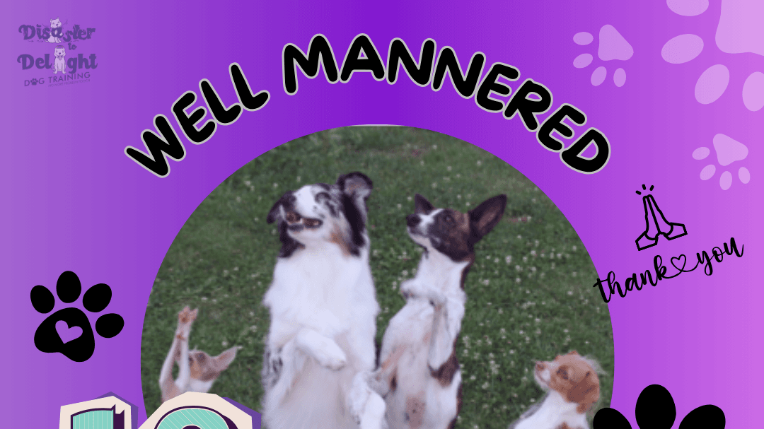 "Well Mannered Companion Kit"