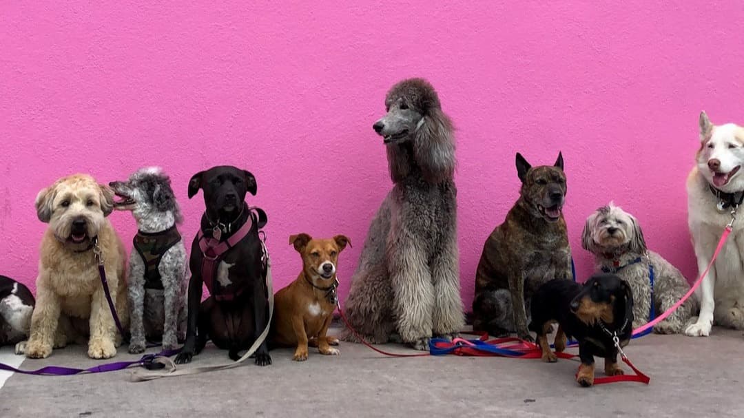 Get My Canine Body Language Chart Now!