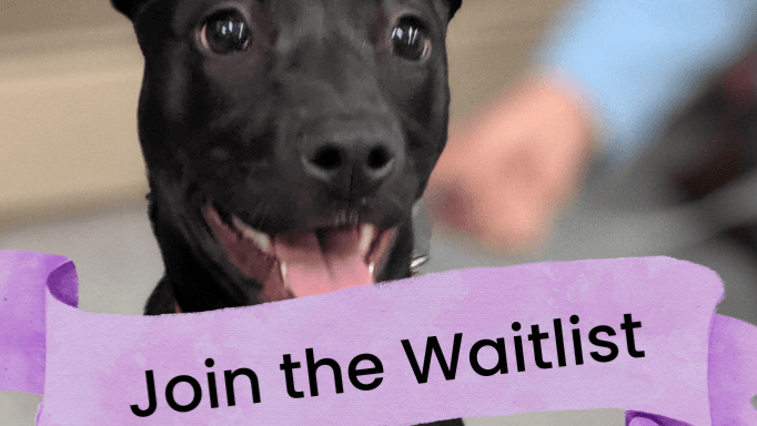 *Join the Puppy Waitlist – Be the First to Enrol