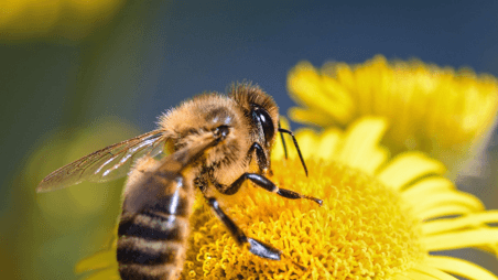 The Bee Apothecary