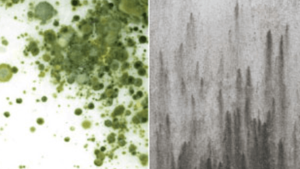 Mold & Environmental Toxins - Healing and Support