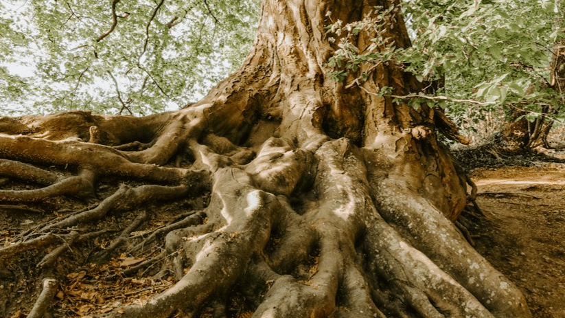 3-month Health or Lyme Coaching Program