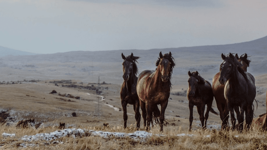 The Wild Within Community