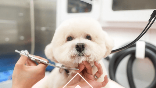 The Doodle Grooming Guide