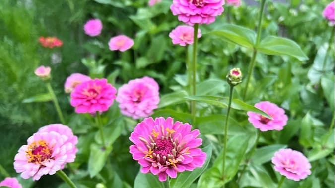 Lazy Girl's Guide to Growing Colorful Zinnias