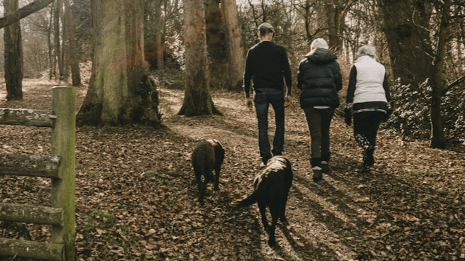 Social Walk - losse les