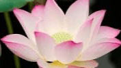 Get My Free 5 Min Nervous System Reset Ritual