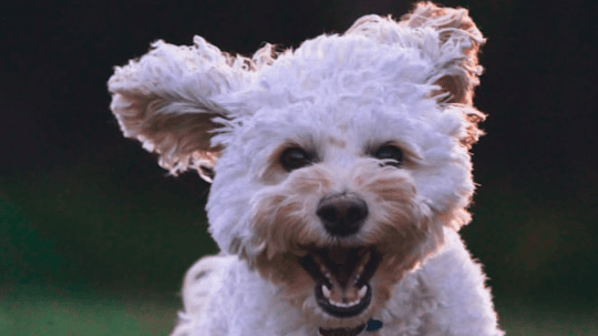 My Dog has Anxiety  What can I Do?