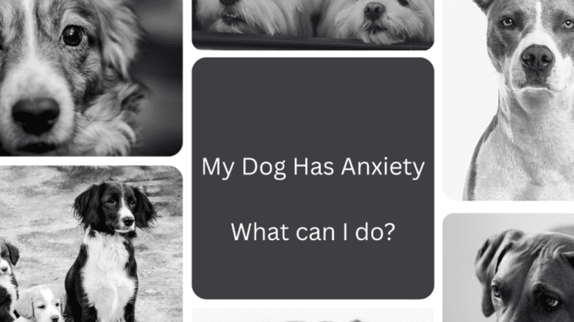 Helping your anxious dog feel safe