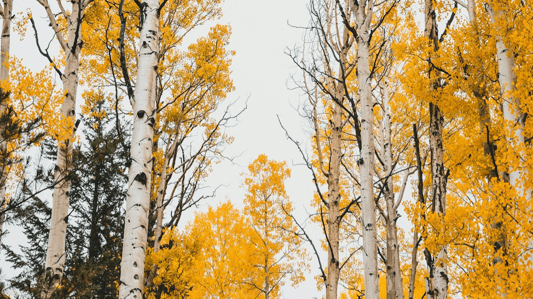 AZ FOR ME (Find the town that's best for you!)