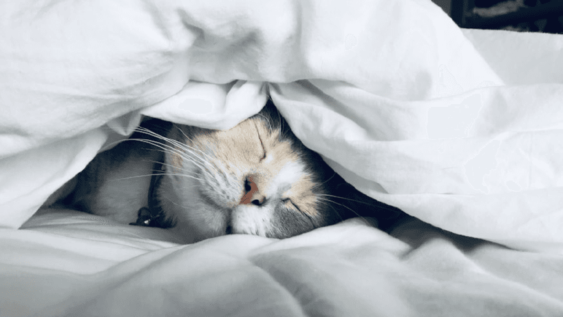 Sleep Better Tonight: A Midlife Sleep Repair Guide