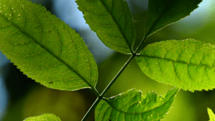 21 Day Cortisol Reset & Rebalance Plan