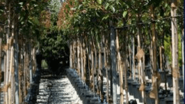 Tree Selection, Installation and Establishment CEU