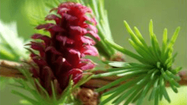 Tree Biology CEU