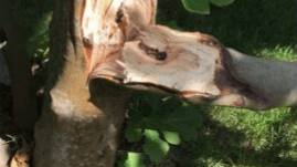 Tree Risk Assessment CEU