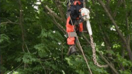 Climbing and Working in Trees CEU