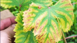 Diagnosis and Plant Disorders CEU