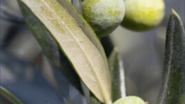 Tree Nutrition and Fertilization CEU