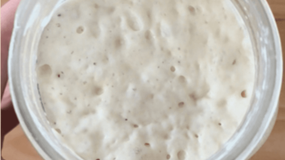 The Complete Guide to Maintaining a Happy Starter