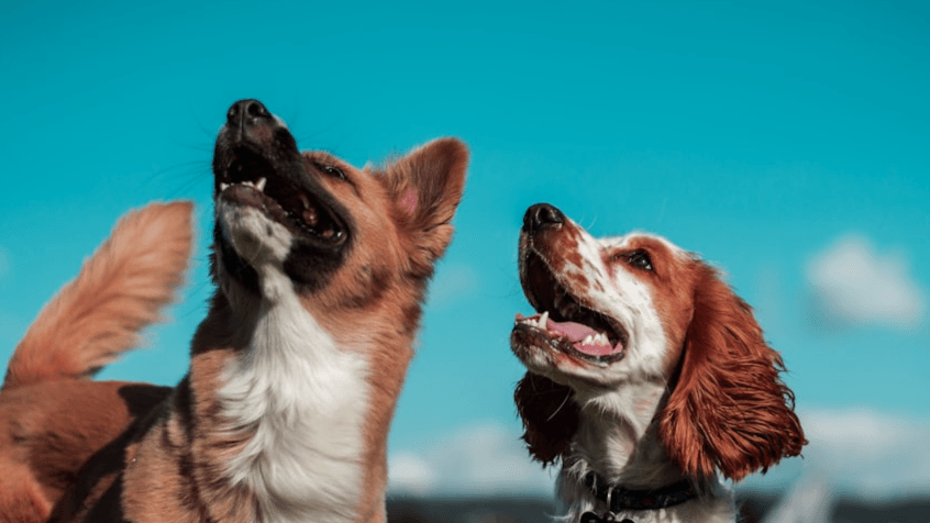 FREE: 6 Off-Leash Dogs Stay Close!